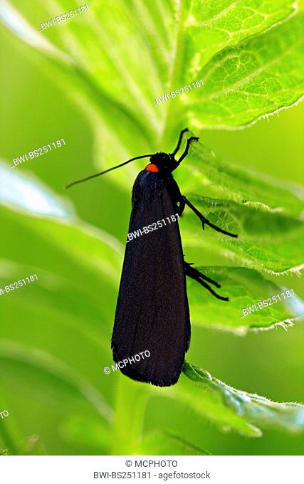 Red-necked Footman Atolmis rubricollis, sitting at a leaf, Germany, Baden-Wuerttemberg
