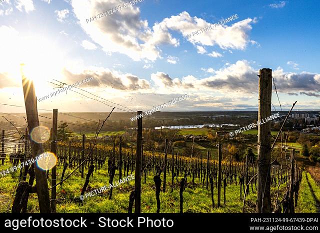 24 November 2023, Hesse, Heppenheim: View of the Bruchsee from the Heppenheim vineyards. Photo: Sascha Lotz/dpa. - Heppenheim/Hesse/Germany