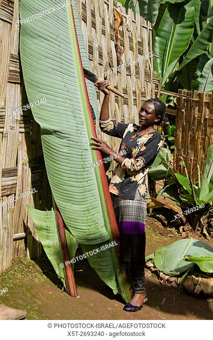 Africa, Ethiopia, Omo region, Chencha, Dorze village the fruitless Banana plant. These leaves are the major ingredient in the local bread
