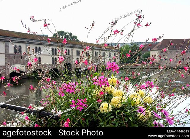 France, Strasbourg, historic old town, Grande Ile, Barrage Vauban, flowers