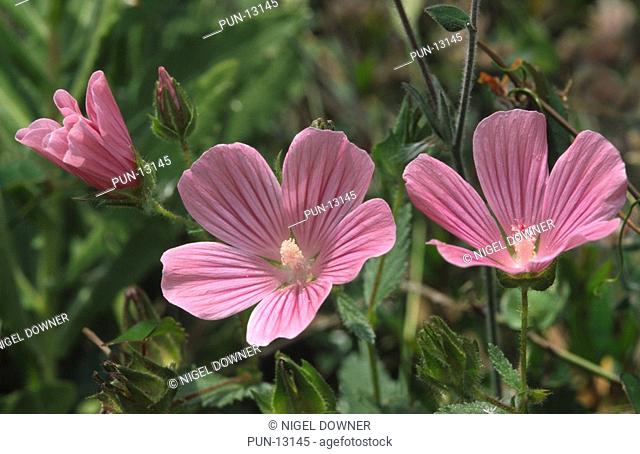 Close-up of tree lavatera flowers Lavatera olbia growing in a roadside hedge in a coastal habitat, Southern Spain