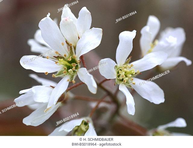 Lamarck's Serviceberry (Amelanchier lamarckii), detail of the blossoms