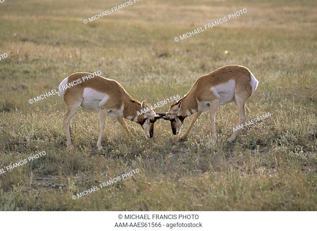 Pronghorn (Antilocapra americana) Bucks, post Season sparring, Montana