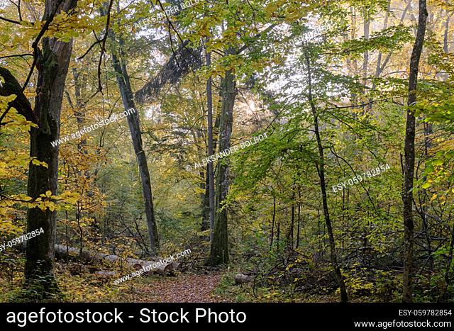 Hornbeam trees and broken supruce lying behind, Bialowieza Forest, Poland, Europe