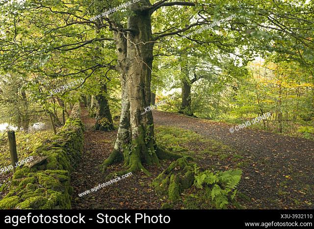 Common beech trees (Fagus sylvatica) in early autumn at Nether Wood beside Blackmoor Reserve in the Mendip Hills, Somerset, England
