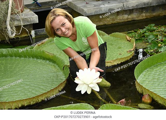 The extraordinarily large flower of the tropical water lily Victoria cruziana, the largest species of water lily in the world