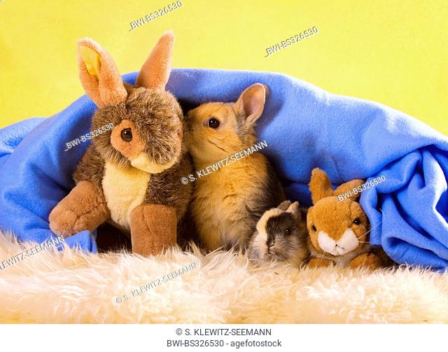 dwarf rabbit (Oryctolagus cuniculus f. domestica), two young conies sitting under a blanket and cuddling with two stuffed rabbits, Germany
