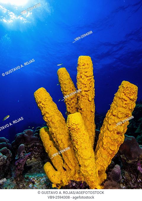 Yellow Tube Sponge -Aplysina fistularis-Metazoa -Los Roques. Venezuela