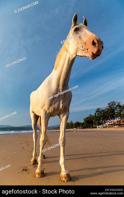 White horse on a beach in Goa, India