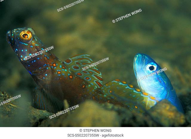 Metallic Shrimp Goby Amblyeleotris latifasciata and Threadfin Dartfish, Ptereleotris hanae together living in the same hole Gorontalo, Sulaweis, Indonesia