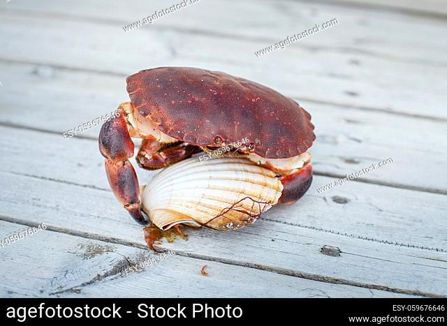 alive crab standing on wooden floor and holding fresh scallop in claw. outdoor shot in norway. copy space