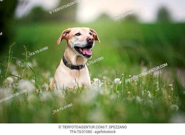 Dog is sitting in flower meadow