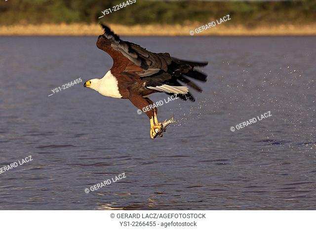 African Fish-Eagle, haliaeetus vocifer, Adult in Flight, Fishing at Baringo Lake in Kenya