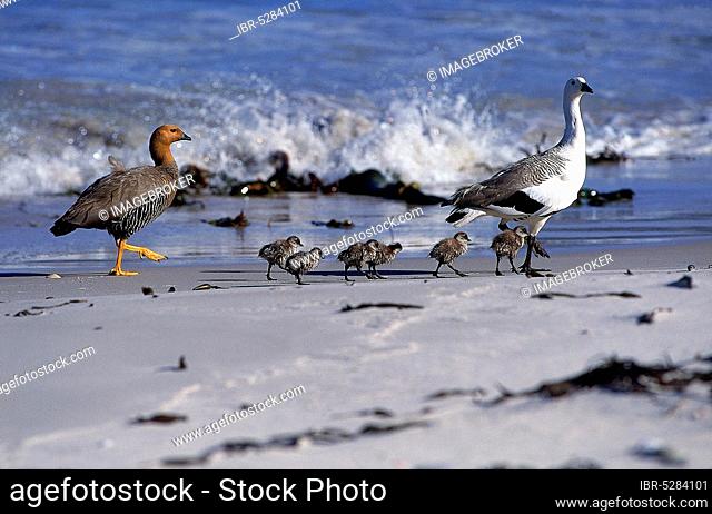 MAGELLAN GOOSES OR upland goose (chloephaga picta), MALE FEMALE AND CHILDREN ON THE BEACH, ANTARKTIKA