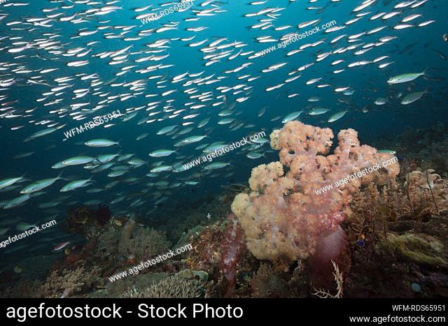 Mosaic Fusiliers over Coral Reef, Pterocaesio tesselata, Raja Ampat, West Papua, Indonesia
