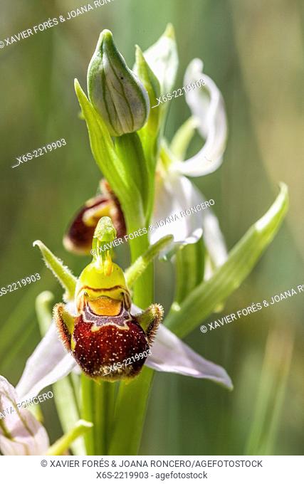 Bee Orchid - Ophrys apifera -, Natural Park of Delta de Llobregat, Barcelona, Spain