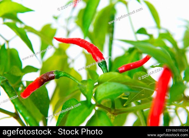 Red and green hot chili spice peppers grow on green plant, macro red peppers
