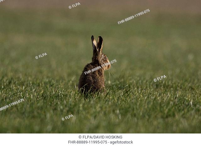 Brown Hare in grass