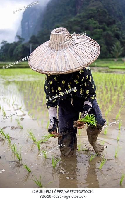 A woman works in a rice field at the Harau Valley, Sumatra, Indonesia
