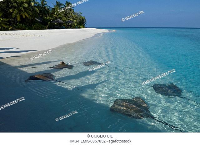 Maldives, North Male Atoll, Vabbinfaru Island, Banyan Tree Vabbinfaru hotel resort, stingrays on beach