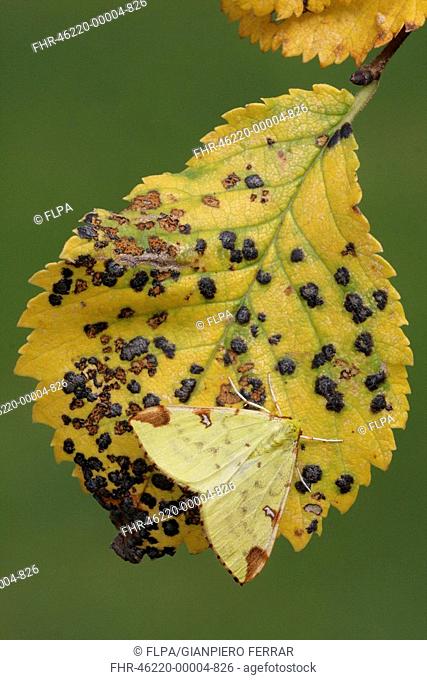 Brimstone Moth Opisthograptis luteolata adult female, resting on alder leaf with gall damage, Leicestershire, England, october