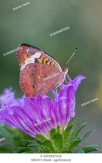 Close-up of a Common Buckeye Junonia coenia butterfly pollinating a Stokes Aster flower