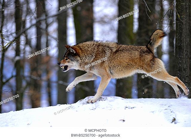 timber wolf Canis lupus lycaon, snarling and threatening in the snow