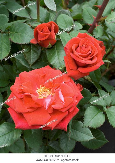 Miss Flippins Miniature Rose, Rosa hybrid