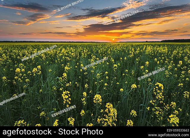Sunset Sunrise Sky Over Horizon Of Spring Flowering Canola, Rapeseed, Oilseed Field Meadow Grass. Blossom Of Canola Yellow Flowers Under Dramatic Dawn Sky