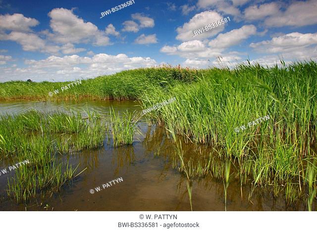 reed grass, common reed (Phragmites communis, Phragmites australis), in shallow water, Belgium, Natuurreservaat, Blankaart
