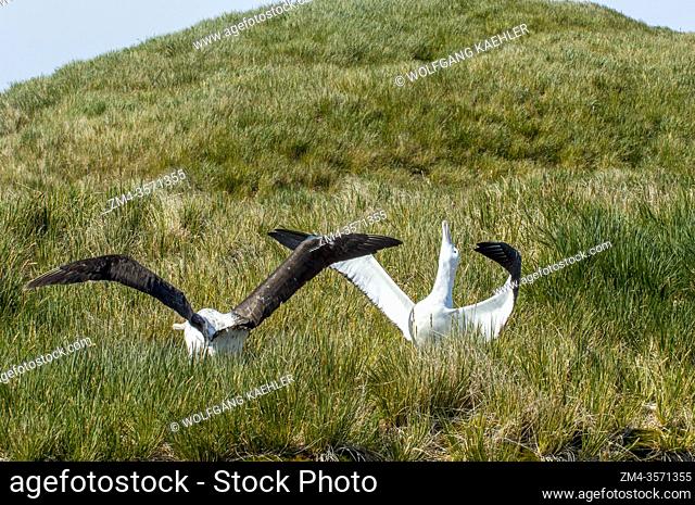 A group of Wandering Albatrosses is gamming (displaying their wings, courtship behavior) on Prion Island, South Georgia Island, Sub-Antarctica