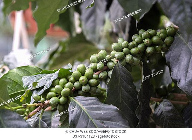 Coffee production in Da Lat, Vietnam