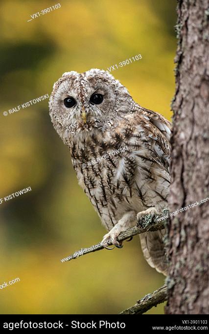 Tawny Owl ( Strix aluco ) perched high up in a tree, looks with big bright eyes around, colorful autumnal background, Europe