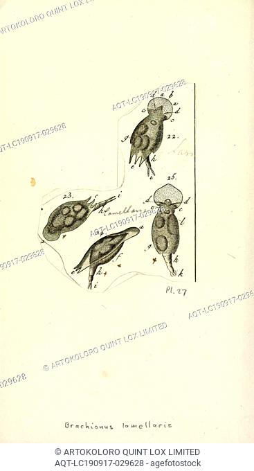 Brachionus lamellaris, Print, Brachionus quadridentatus. Brachionus is a genus of planktonic rotifers occurring in freshwater, alkaline and brackish water