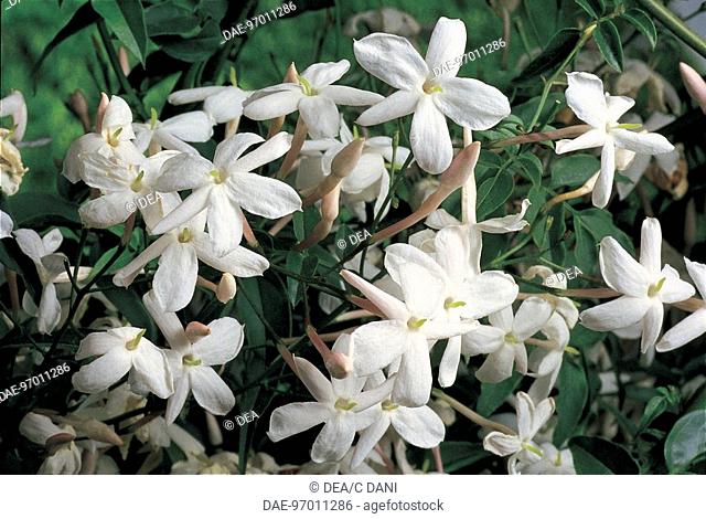 Botany - Oleaceae. Poet's jasmine (Jasminum officinale)