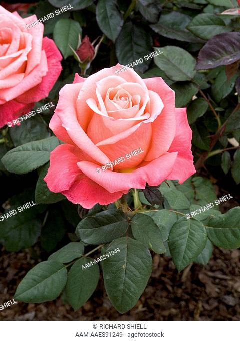 Rilla Rose, bred by Singer, Rosa hybrid tea