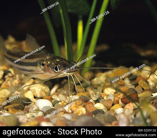 Indian (Mystus vittatus vittatus) striped catfish