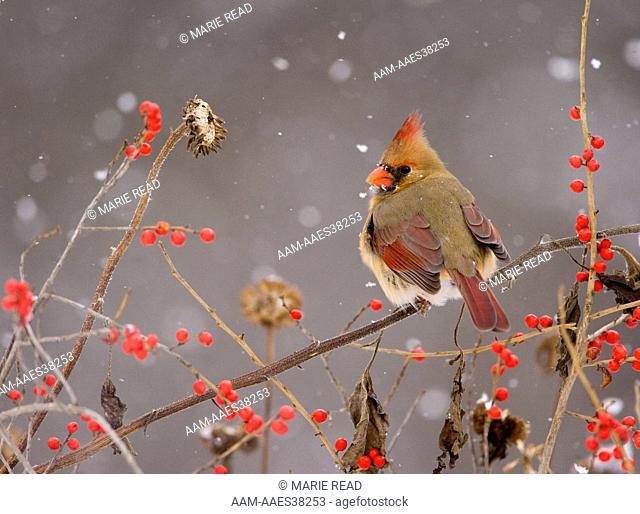 Northern Cardinal (Cardinalis cardinalis) female perched amid berries and seedheads with falling snow, New York, USA Digitally retouched image (bill cleanup)