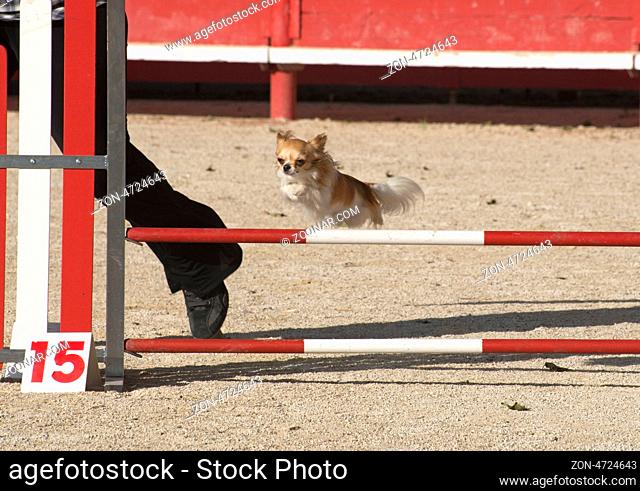 portrait of a cute purebred chihuahua in a competition of agility