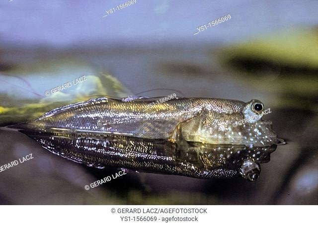 Mudskipper, periophthalmus sp, Adult standing at Surface