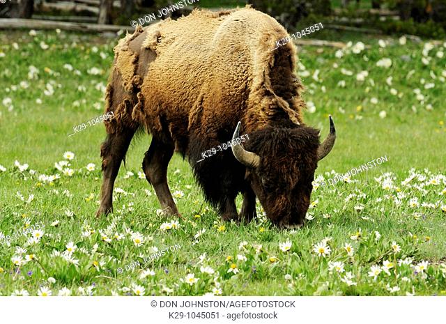 American bison Bison bison Grazing among population of white mule-ears flowers
