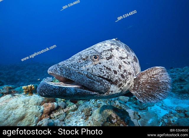 Potato grouper (Epinephelus tukula), Osprey Reef, Coral Sea, Australia, Oceania