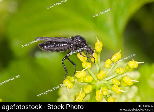 St. (Smyrnium olusatrum) Mark's st mark's fly (Bibio marci), adult female feeding on Alexander's flower, Norfolk, England, United Kingdom, Europe