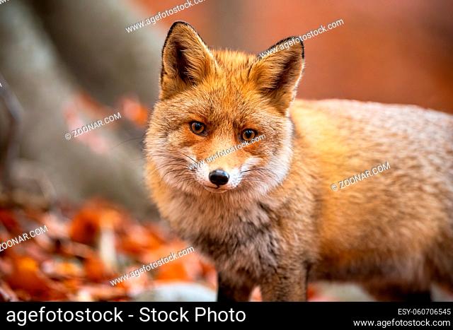Red fox, vulpes vulpes, standing in woodland in autumn nature from close up. Orange furred animal looking to the camera in forest in fall