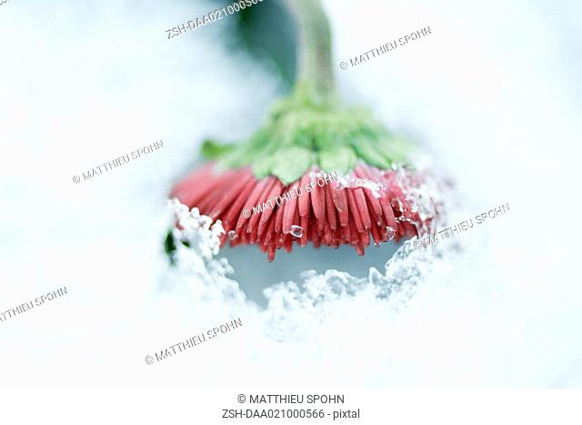 Flower emerging from snow