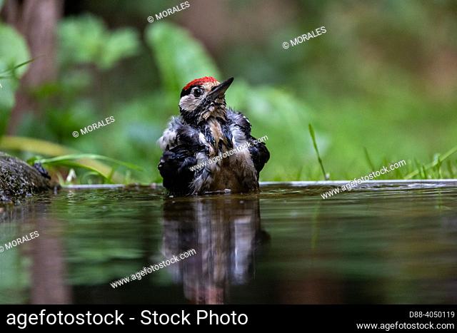 France, Brittany, Ille et Vilaine), Great Spotted Woodpecker, Immature (Dendrocopos major), bathing in a pond