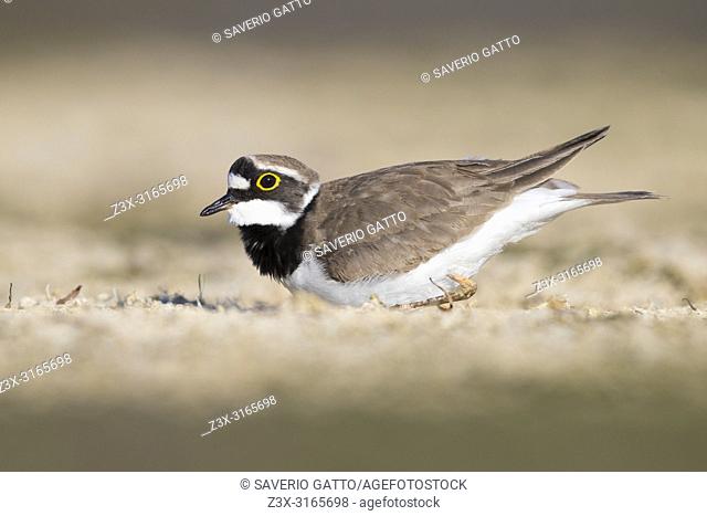Little Ringed Plover (Charadrius dubius), adult sitting on the ground