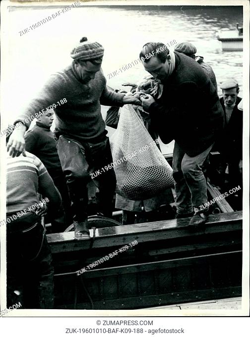 Oct. 10, 1960 - Fritzi is Captured Fritzi, the sea lion who escaped into the Thames from the river boat Queen Elizabeth loaded with circus animals on Wednesday
