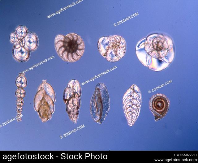 Foraminiferen Kleinlebewesen aus dem Meerwasser