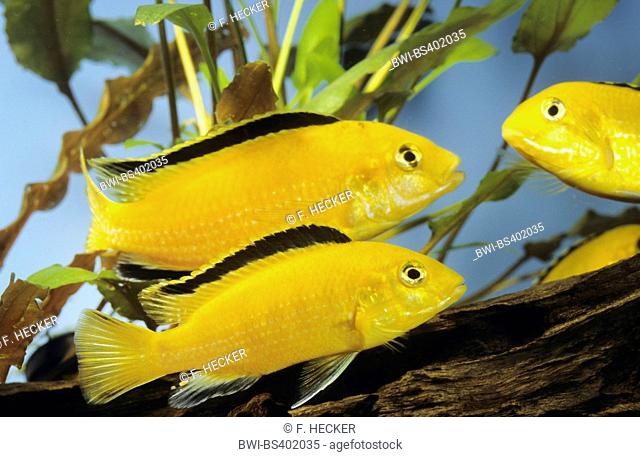 lemon yellow lab, electric yellow, yellow prince, Labido jaune (Labidochromis Yellow), three lemon yellow labs